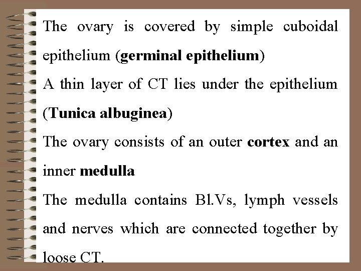 The ovary is covered by simple cuboidal epithelium (germinal epithelium) epithelium A thin layer