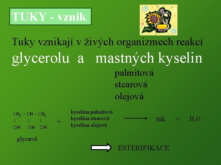 TUKY - vznik Tuky vznikají v živých organizmech reakcí glycerolu a mastných kyselin palmitová