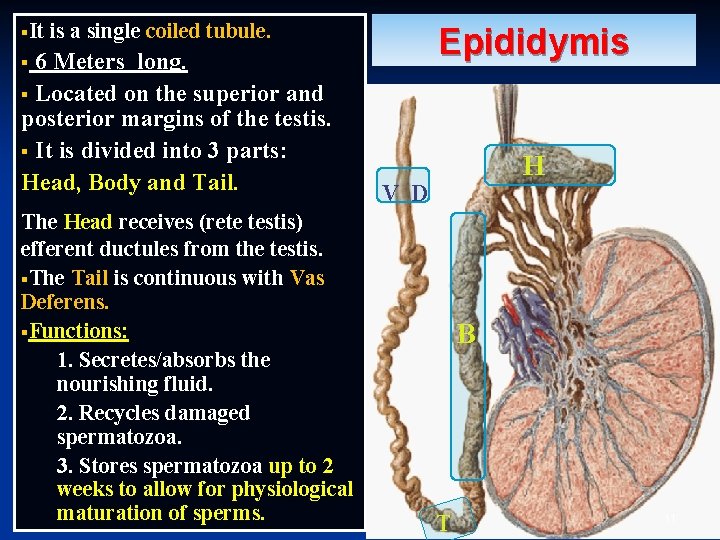 §It is a single coiled tubule. 6 Meters long. § Located on the superior §It is a single coiled tubule. 6 Meters long. § Located on the superior