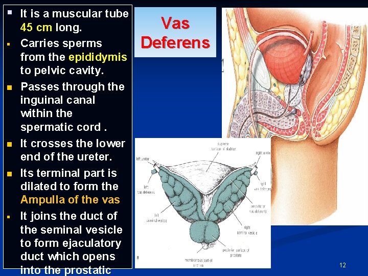 § It is a muscular tube § n n n § 45 cm long. § It is a muscular tube § n n n § 45 cm long.