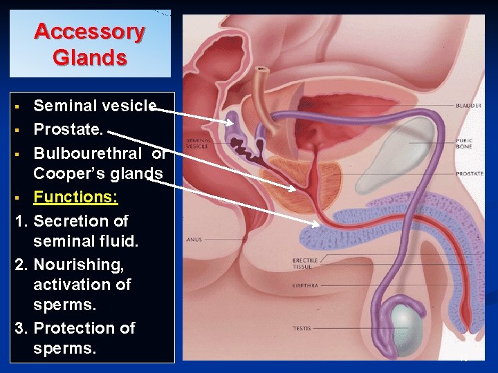 Accessory Glands Seminal vesicle. § Prostate. § Bulbourethral or Cooper’s glands § Functions: 1. Accessory Glands Seminal vesicle. § Prostate. § Bulbourethral or Cooper’s glands § Functions: 1.