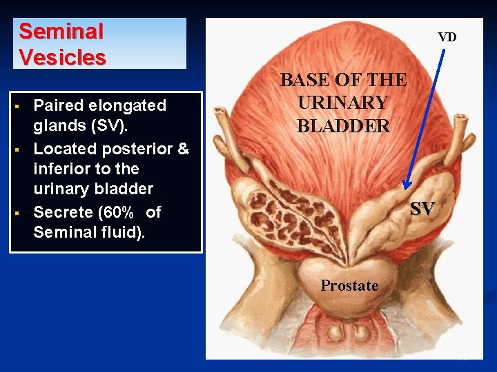 Seminal Vesicles § § § Paired elongated glands (SV). Located posterior & inferior to Seminal Vesicles § § § Paired elongated glands (SV). Located posterior & inferior to