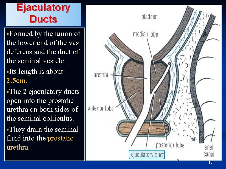 Ejaculatory Ducts §Formed by the union of the lower end of the vas deferens Ejaculatory Ducts §Formed by the union of the lower end of the vas deferens
