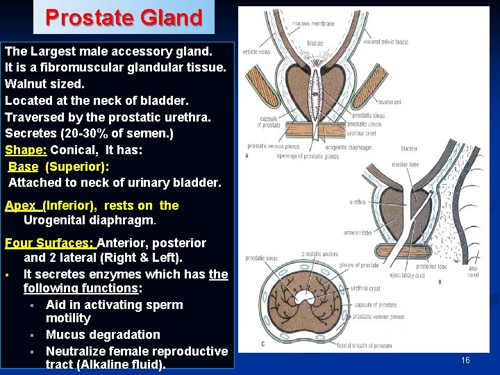 Prostate Gland The Largest male accessory gland. It is a fibromuscular glandular tissue. Walnut Prostate Gland The Largest male accessory gland. It is a fibromuscular glandular tissue. Walnut