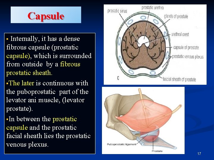 Capsule Internally, it has a dense fibrous capsule (prostatic capsule), which is surrounded from Capsule Internally, it has a dense fibrous capsule (prostatic capsule), which is surrounded from