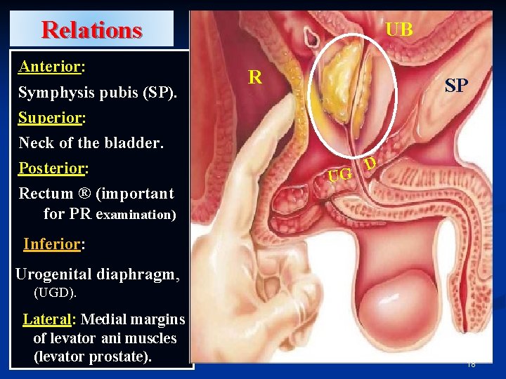 Relations Anterior: Symphysis pubis (SP). Superior: Neck of the bladder. Posterior: Rectum ® (important Relations Anterior: Symphysis pubis (SP). Superior: Neck of the bladder. Posterior: Rectum ® (important