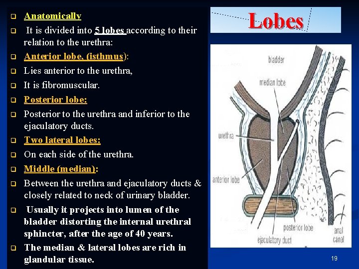q q q q Anatomically It is divided into 5 lobes according to their q q q q Anatomically It is divided into 5 lobes according to their