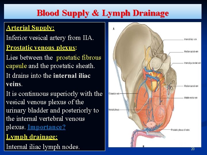 Blood Supply & Lymph Drainage Arterial Supply: Inferior vesical artery from IIA. Prostatic venous Blood Supply & Lymph Drainage Arterial Supply: Inferior vesical artery from IIA. Prostatic venous
