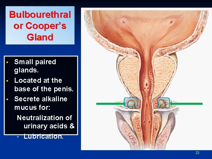 Bulbourethral or Cooper’s Gland § § § Small paired glands. Located at the base Bulbourethral or Cooper’s Gland § § § Small paired glands. Located at the base
