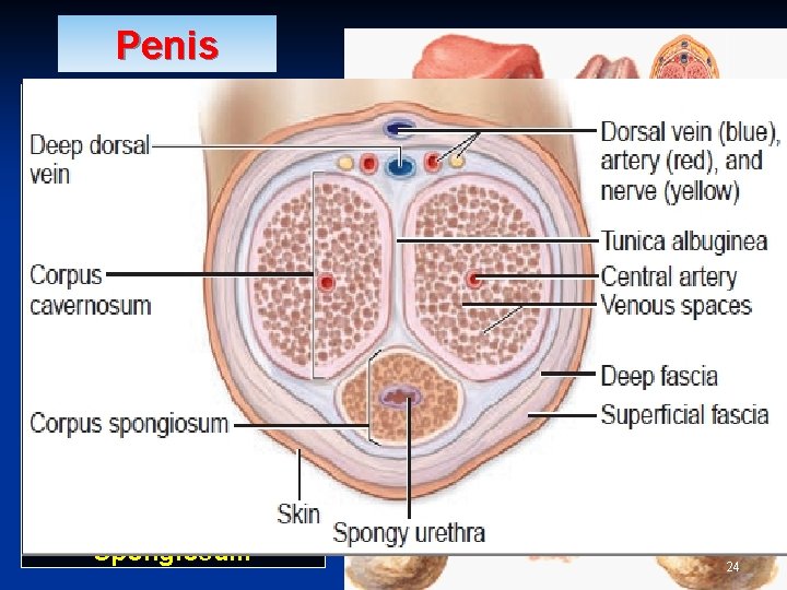 Penis § § § A Copulatory & Excretory organ. Excretory: Penile urethra transmits urine Penis § § § A Copulatory & Excretory organ. Excretory: Penile urethra transmits urine