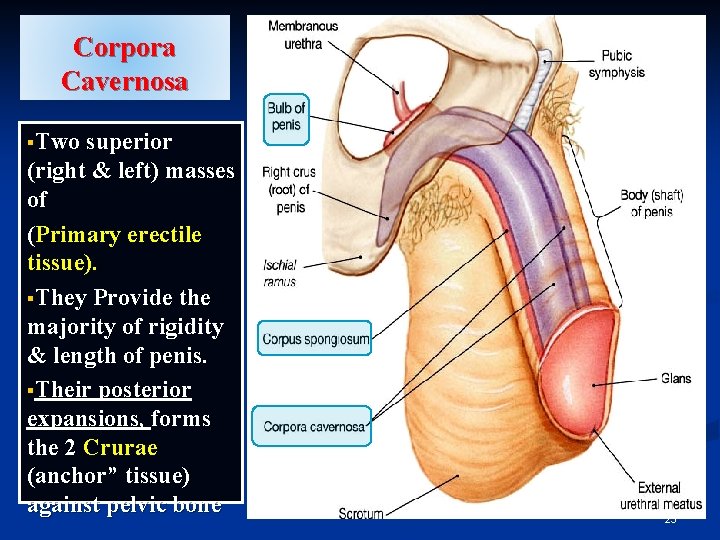 Corpora Cavernosa §Two superior (right & left) masses of (Primary erectile tissue). §They Provide Corpora Cavernosa §Two superior (right & left) masses of (Primary erectile tissue). §They Provide