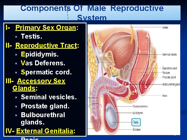 Components Of Male Reproductive System I- Primary Sex Organ: § Testis. II- Reproductive Tract: Components Of Male Reproductive System I- Primary Sex Organ: § Testis. II- Reproductive Tract: