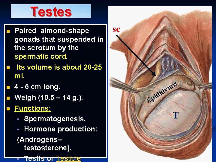 Testes n n n Paired almond-shape gonads that suspended in the scrotum by the Testes n n n Paired almond-shape gonads that suspended in the scrotum by the