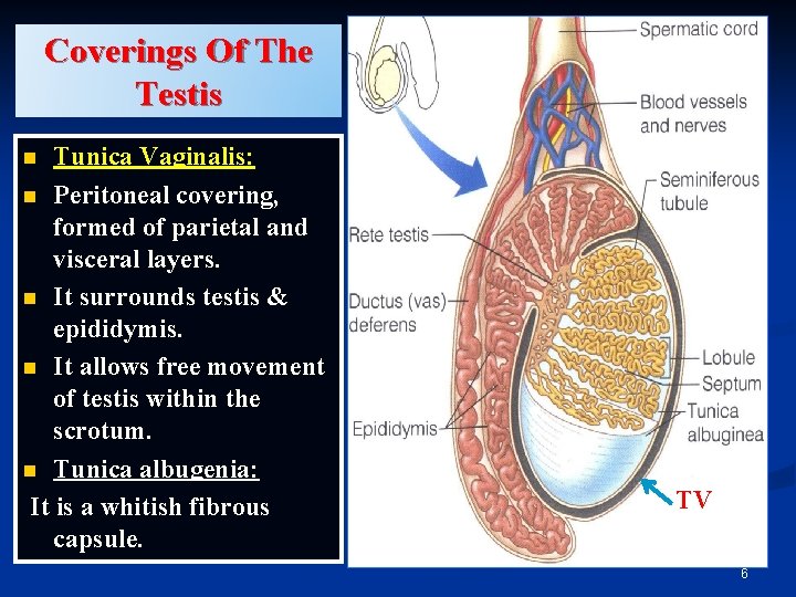 Coverings Of The Testis Tunica Vaginalis: n Peritoneal covering, formed of parietal and visceral Coverings Of The Testis Tunica Vaginalis: n Peritoneal covering, formed of parietal and visceral