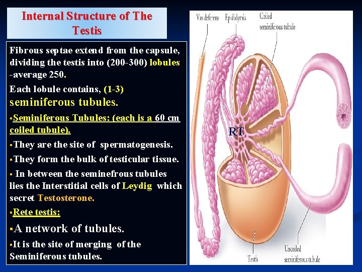 Internal Structure of The Testis Fibrous septae extend from the capsule, dividing the testis Internal Structure of The Testis Fibrous septae extend from the capsule, dividing the testis