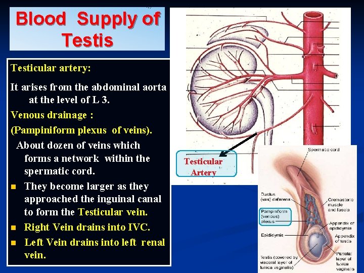 Blood Supply of Testis Testicular artery: It arises from the abdominal aorta at the Blood Supply of Testis Testicular artery: It arises from the abdominal aorta at the