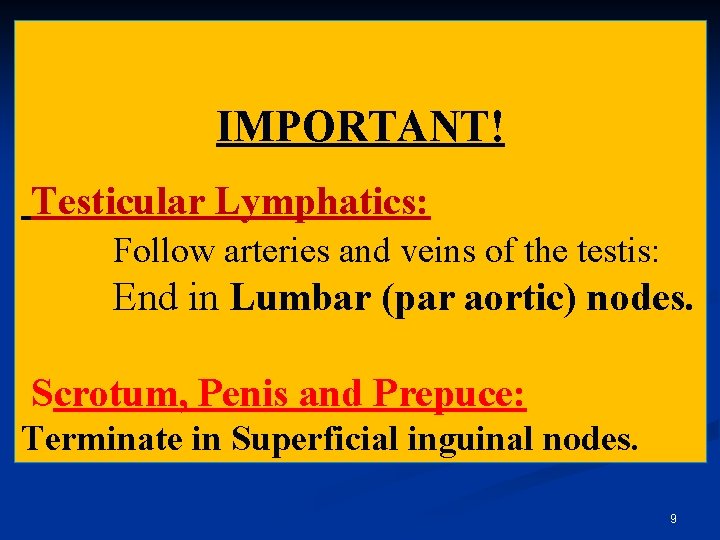 IMPORTANT! Testicular Lymphatics: Follow arteries and veins of the testis: End in Lumbar (par IMPORTANT! Testicular Lymphatics: Follow arteries and veins of the testis: End in Lumbar (par