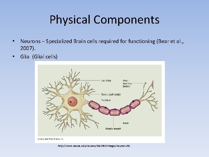 Physical Components • Neurons – Specialized Brain cells required for functioning (Bear et al.