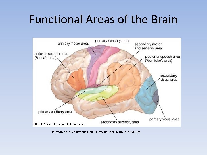 Functional Areas of the Brain http: //media-2. web. britannica. com/eb-media/32/99532 -004 -2 B 7