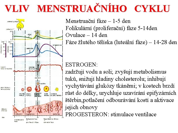 VLIV MENSTRUAČNÍHO CYKLU Menstruační fáze – 1 -5 den Folikulární (proliferační) fáze 5 -14
