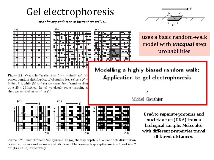 Gel electrophoresis one of many applications for random walks… uses a basic random-walk model