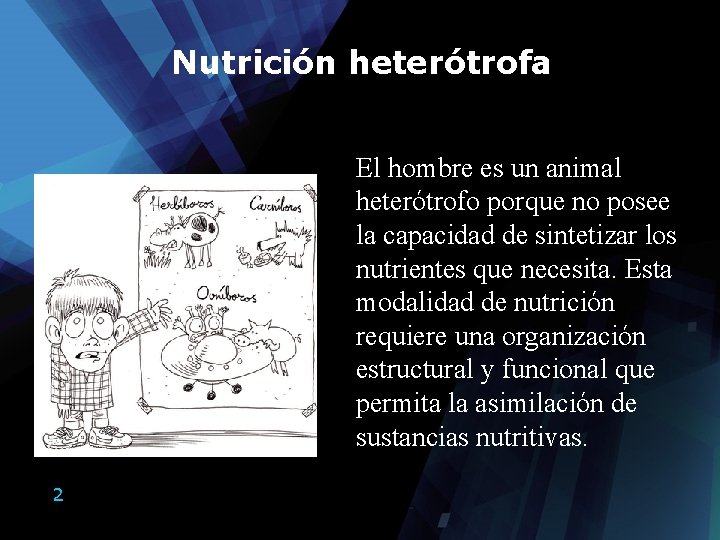 Sistema Digestivo Prof Lorena Zumbado V Nutricin hetertrofa