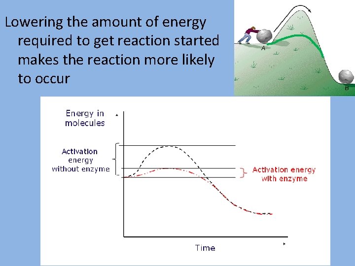 Lowering the amount of energy required to get reaction started makes the reaction more