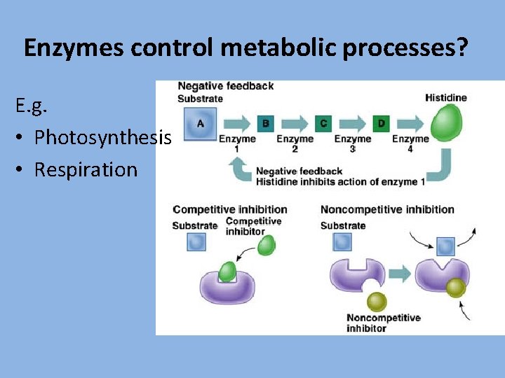 Enzymes control metabolic processes? E. g. • Photosynthesis • Respiration 