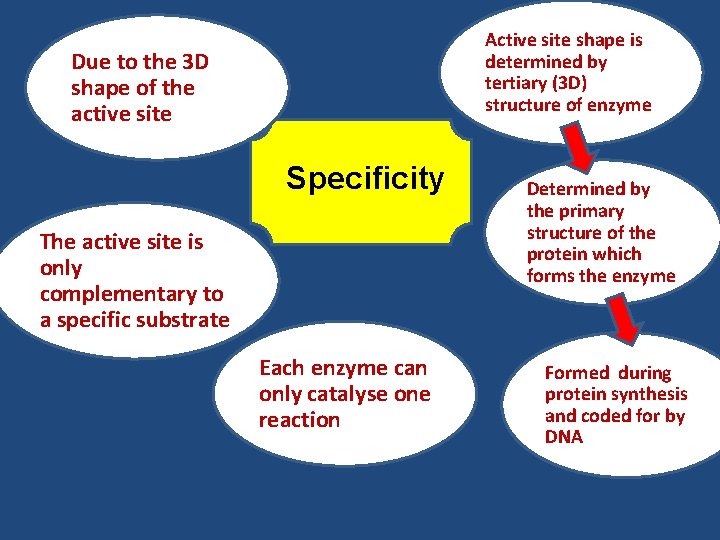 Active site shape is determined by tertiary (3 D) structure of enzyme Due to