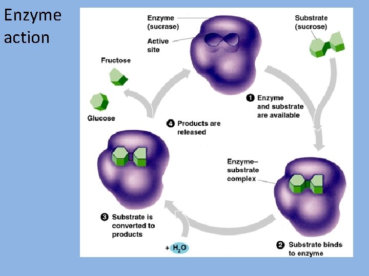 Enzyme action 