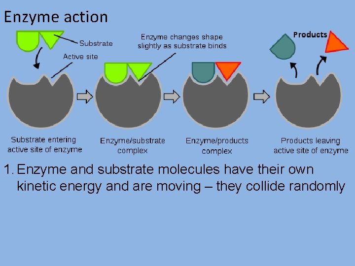 Enzyme action 1. Enzyme and substrate molecules have their own kinetic energy and are