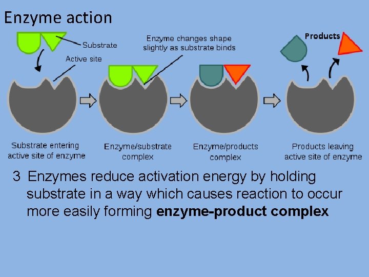 Enzyme action 3 Enzymes reduce activation energy by holding substrate in a way which
