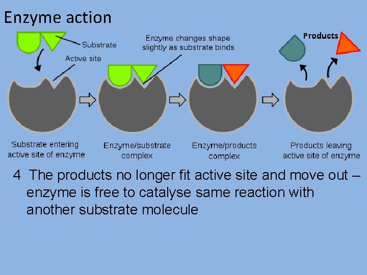 Enzyme action 4 The products no longer fit active site and move out –