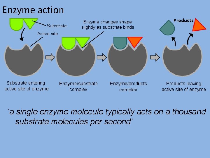 Enzyme action ‘a single enzyme molecule typically acts on a thousand substrate molecules per