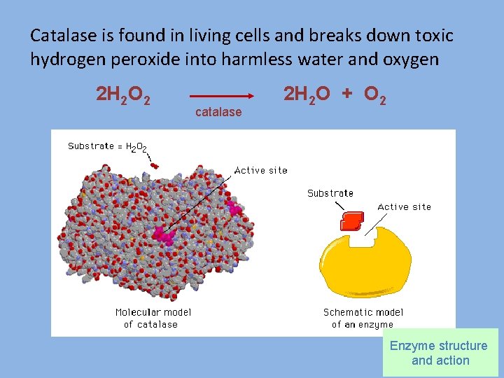 Catalase is found in living cells and breaks down toxic hydrogen peroxide into harmless