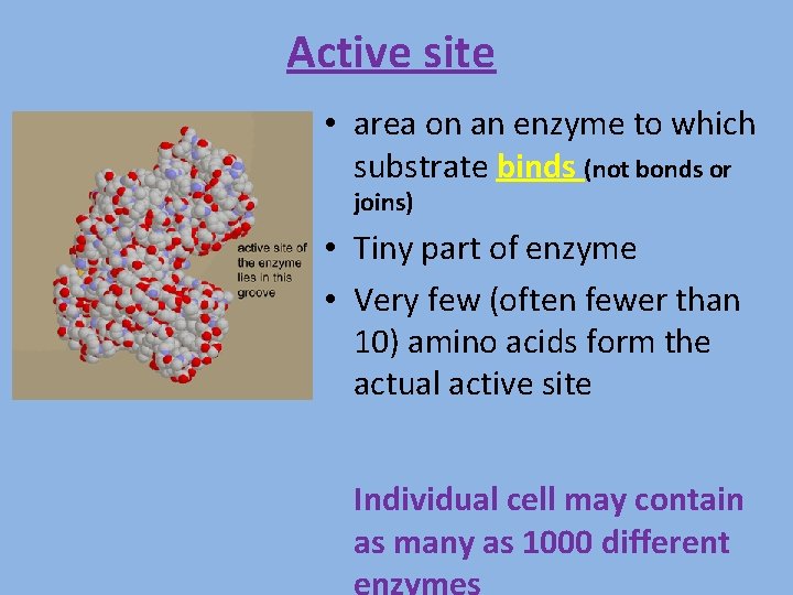 Active site • area on an enzyme to which substrate binds (not bonds or