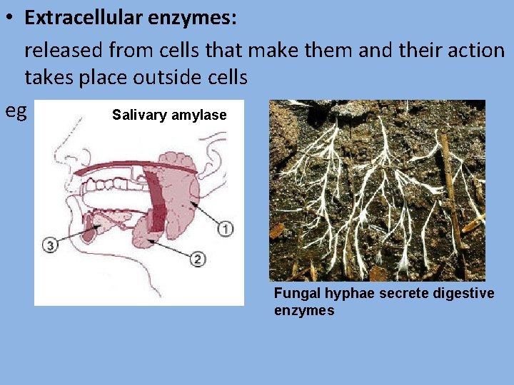  • Extracellular enzymes: released from cells that make them and their action takes