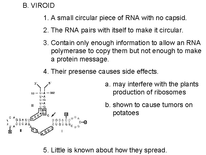 B. VIROID 1. A small circular piece of RNA with no capsid. 2. The