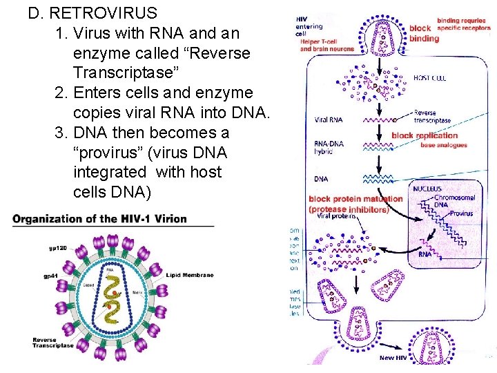 D. RETROVIRUS 1. Virus with RNA and an enzyme called “Reverse Transcriptase” 2. Enters
