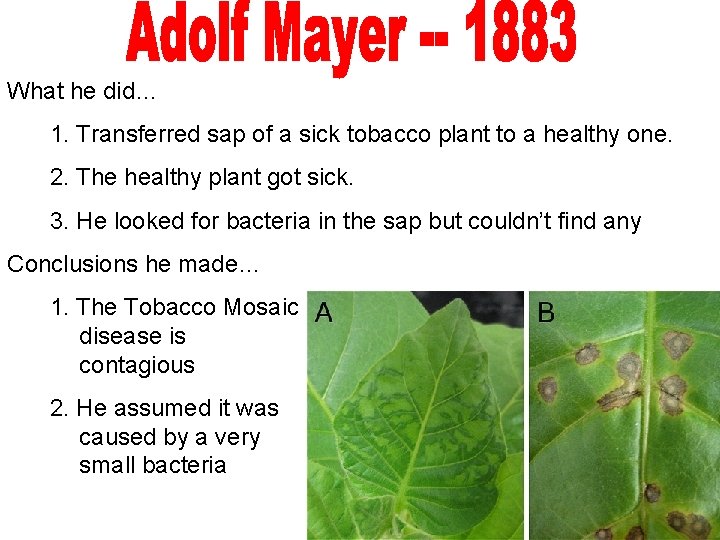 What he did… 1. Transferred sap of a sick tobacco plant to a healthy
