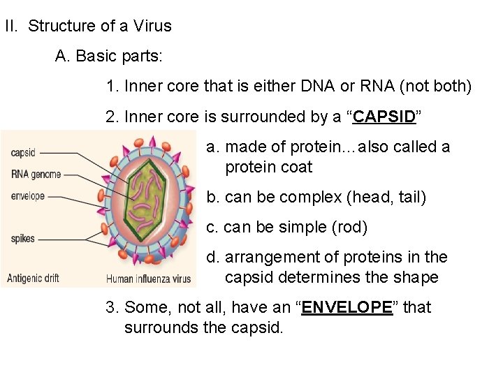 II. Structure of a Virus A. Basic parts: 1. Inner core that is either