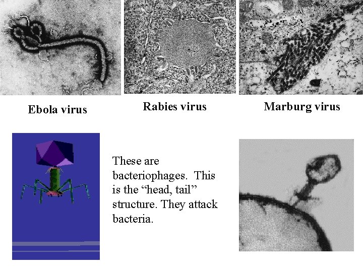 Ebola virus Rabies virus These are bacteriophages. This is the “head, tail” structure. They