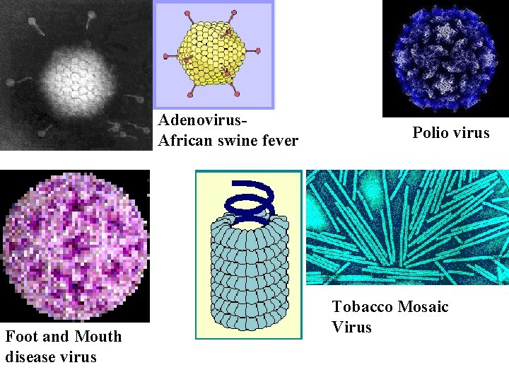 Adenovirus. African swine fever Foot and Mouth disease virus Polio virus Tobacco Mosaic Virus