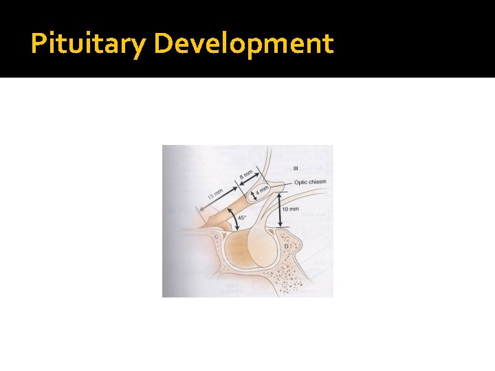 Pituitary Development 