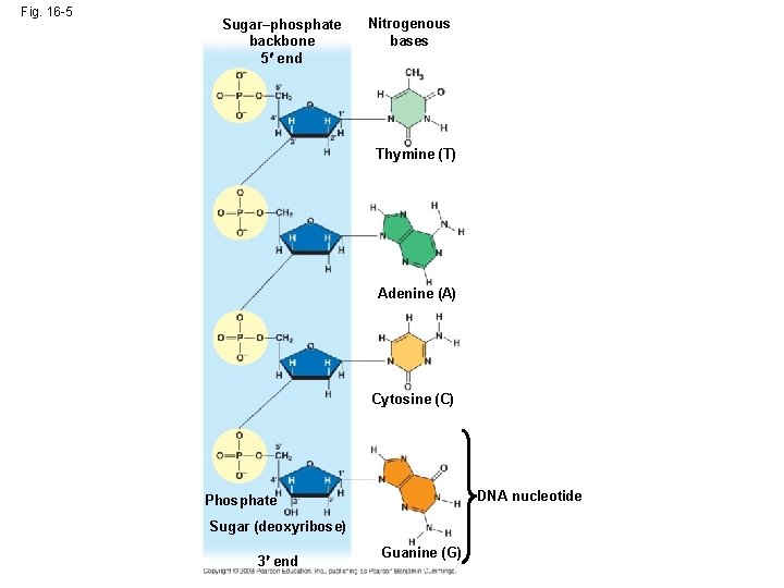 Fig. 16 -5 Sugar–phosphate backbone 5 end Nitrogenous bases Thymine (T) Adenine (A) Cytosine