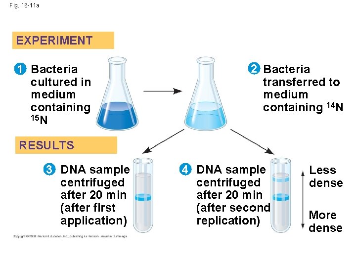 Fig. 16 -11 a EXPERIMENT 1 Bacteria cultured in medium containing 15 N 2