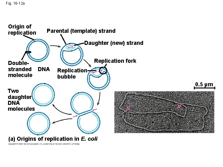 Fig. 16 -12 a Origin of replication Parental (template) strand Daughter (new) strand Doublestranded