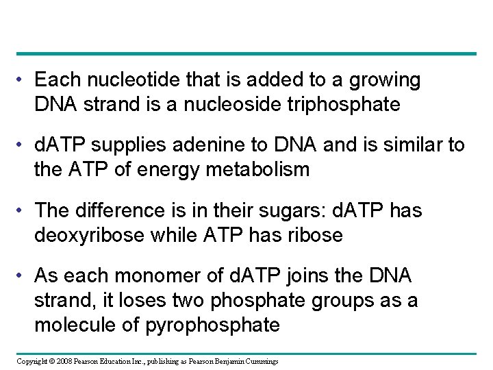  • Each nucleotide that is added to a growing DNA strand is a