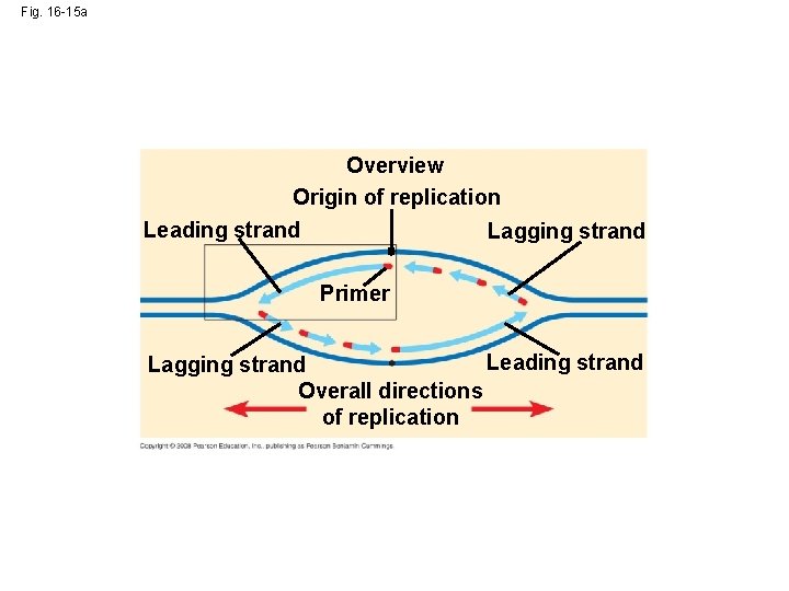 Fig. 16 -15 a Overview Origin of replication Leading strand Lagging strand Primer Leading