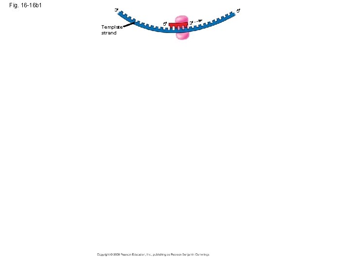 Fig. 16 -16 b 1 3 Template strand 5 5 3 